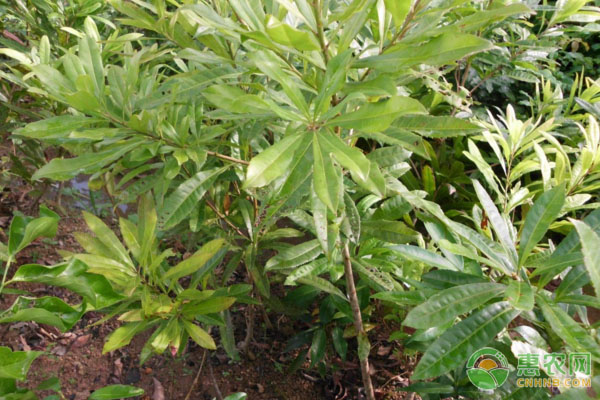 提高杨梅树苗的成活率